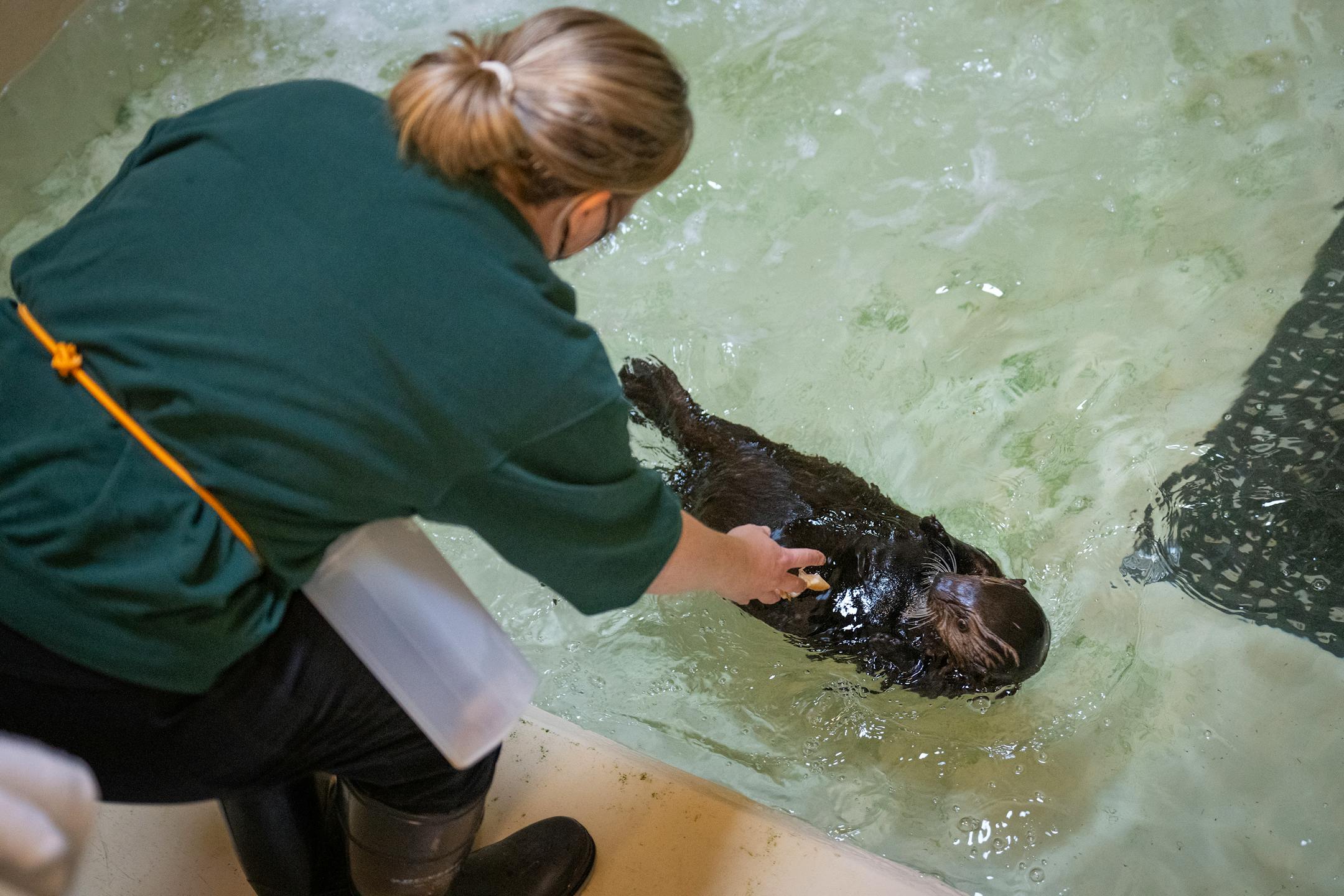 Zookeeper Christine Stich feeds Denali clam, capelin and squid during a feeding session at the Minnesota Zoo in Apple Valley, Minn., on Wednesday, Oct. 25, 2023.