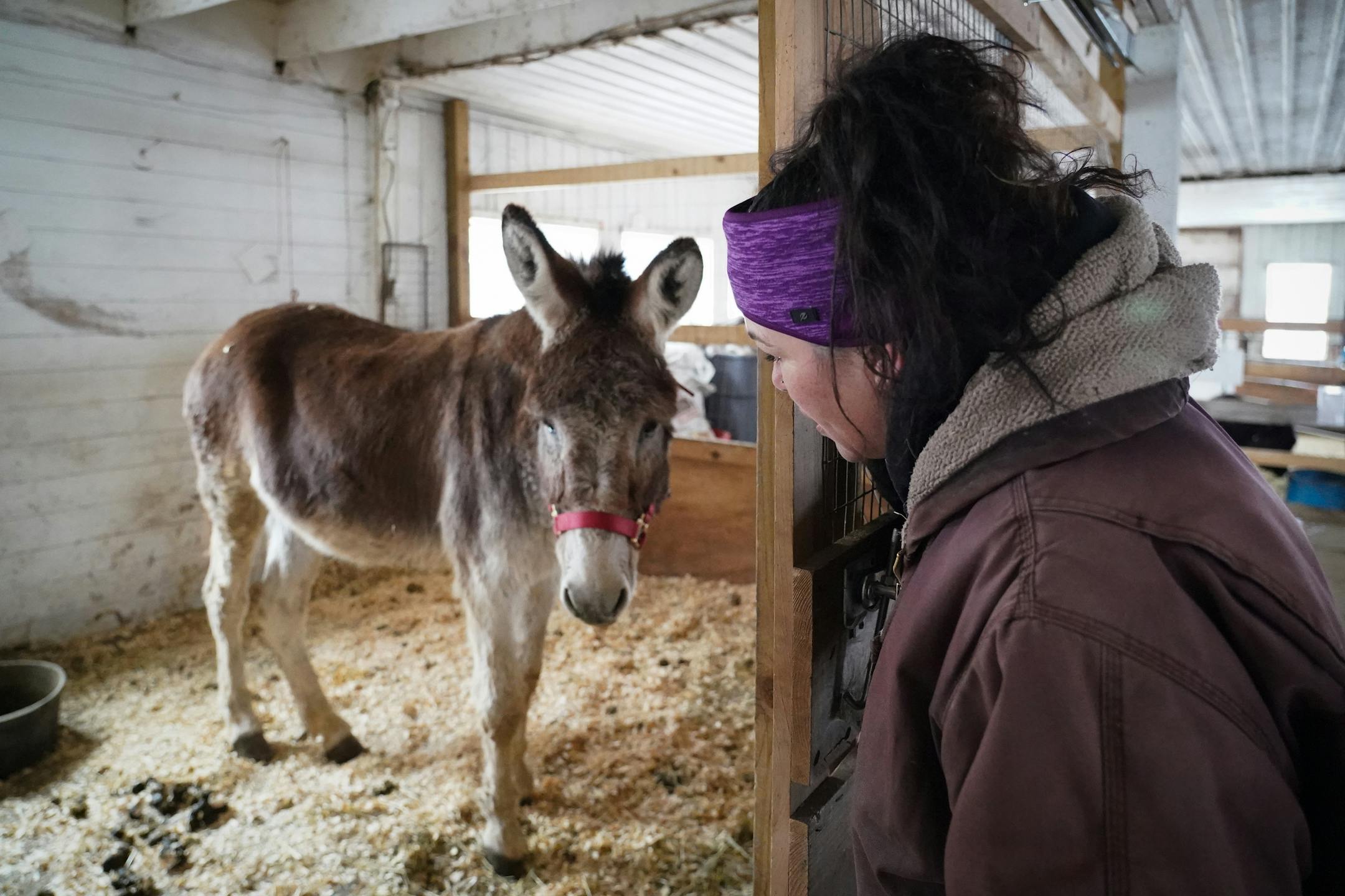 Kym Garvey leans into the stall occupied by Isaac the teenaged donkey prior to a veterinarian examination.