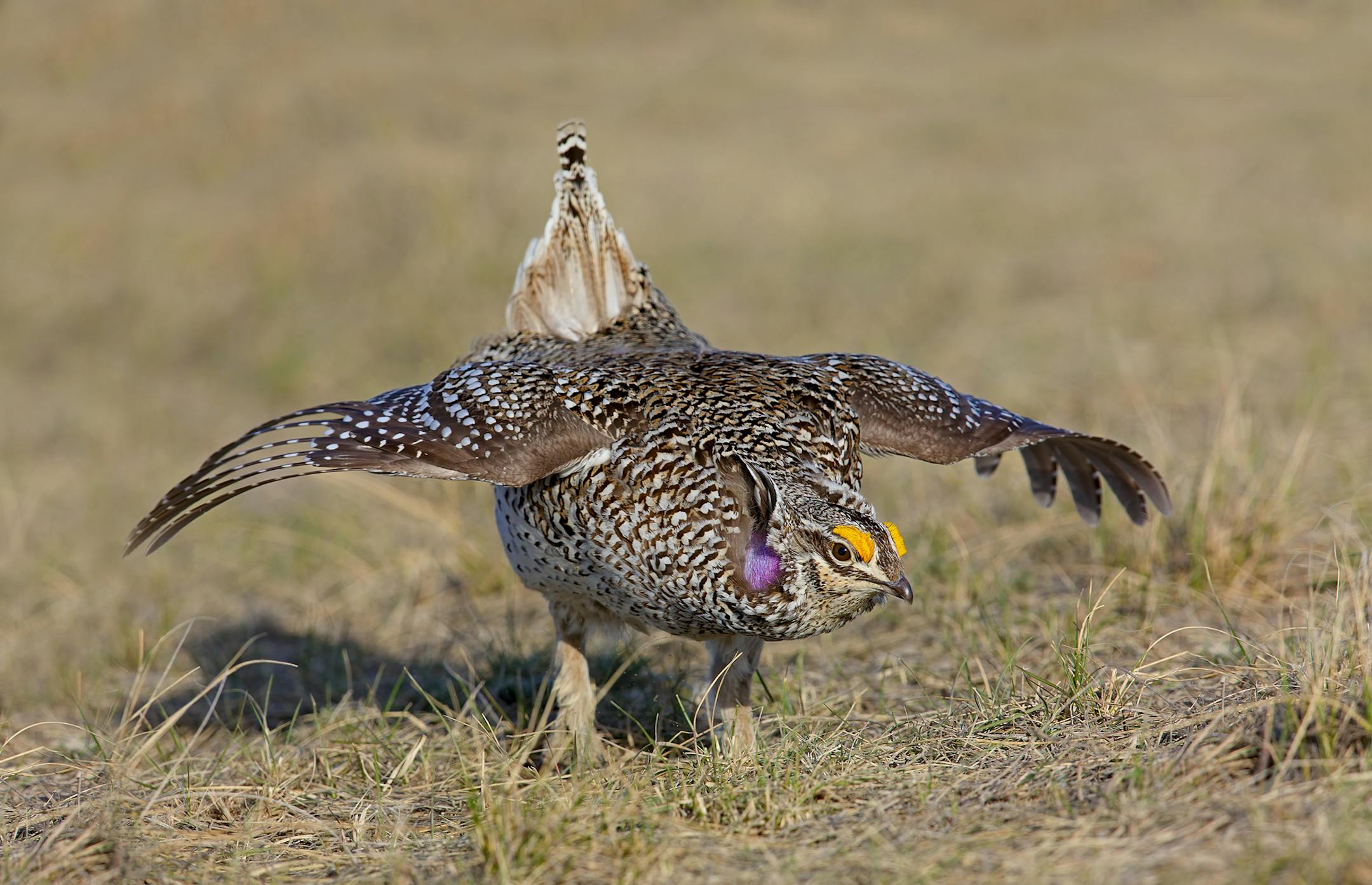 Sharp-tailed grouse (Tympanuchus phasianellus) populate northwest Minnesota. The spring mating dance by a male "sharpie'' is shown here.