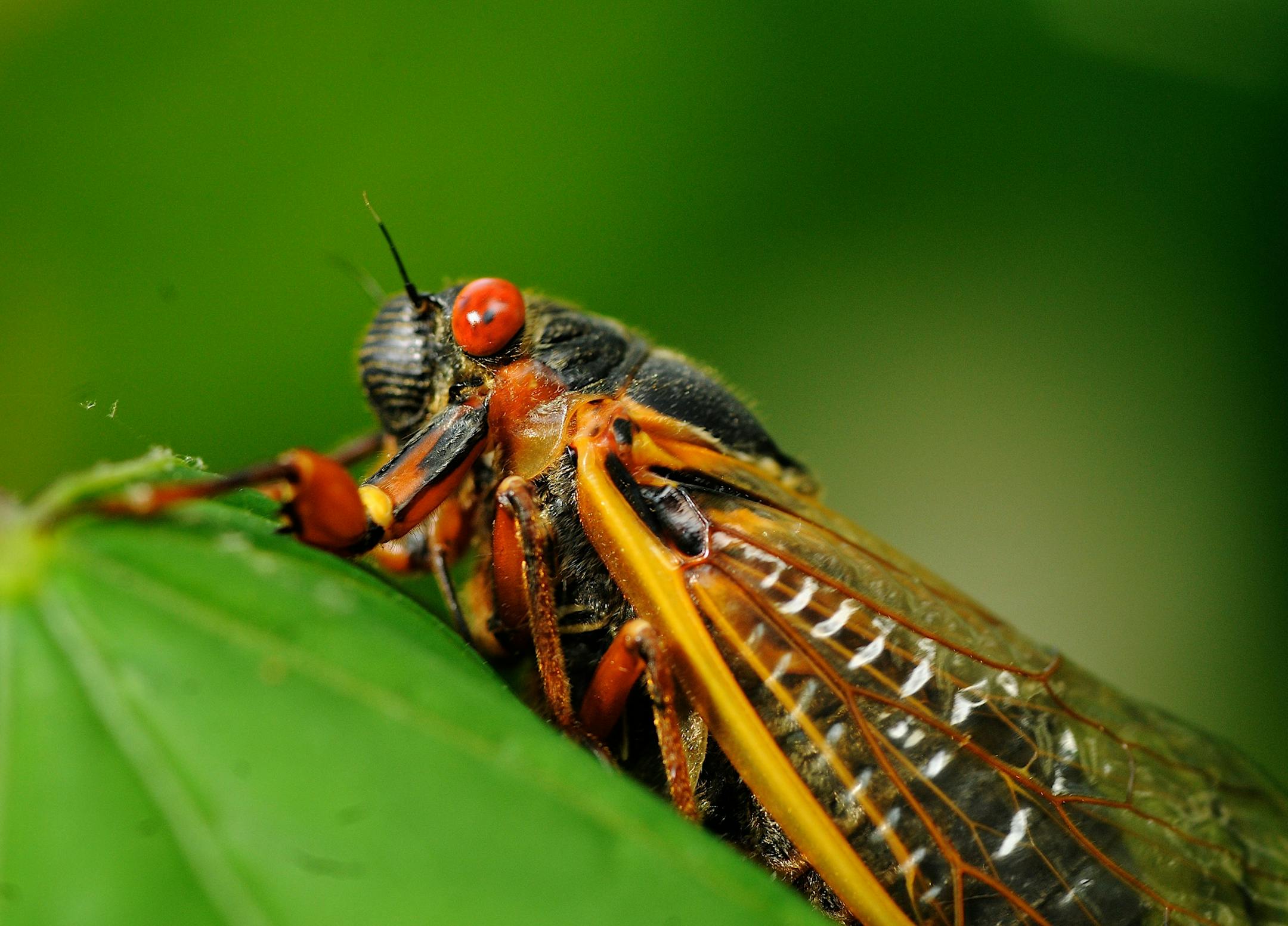 Seventeen-year Brood II cicadas emerge in the Leavells Crossing neighborhood in Spotsylvania, Va., on Thursday, May 16, 2013. The first cicadas have officially arrived in Virginia for the 2013 season. Brood II cicadas, which live in a stretch from north-central North Carolina through central Virginia to Connecticut, last appeared in 1996. (AP Photo/The Free Lance-Star, Dave Ellis)