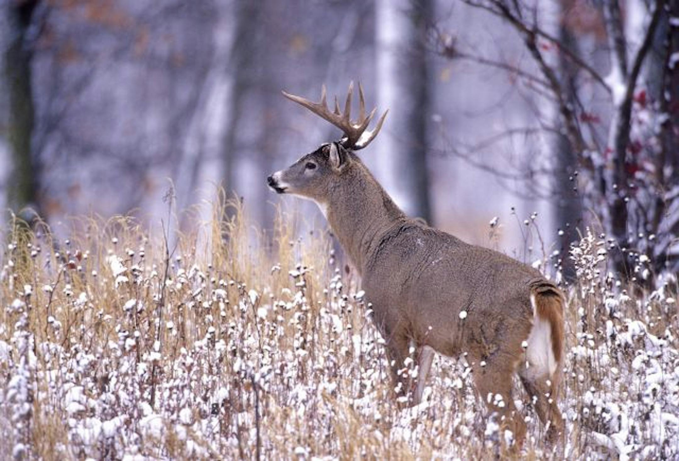 Marchel contends deer are more active in the hours following a storm then before. What are your thoughts? Register your thoughts by going to www.startribune.com/cluboutdoors. Click on �Comments� following this column.