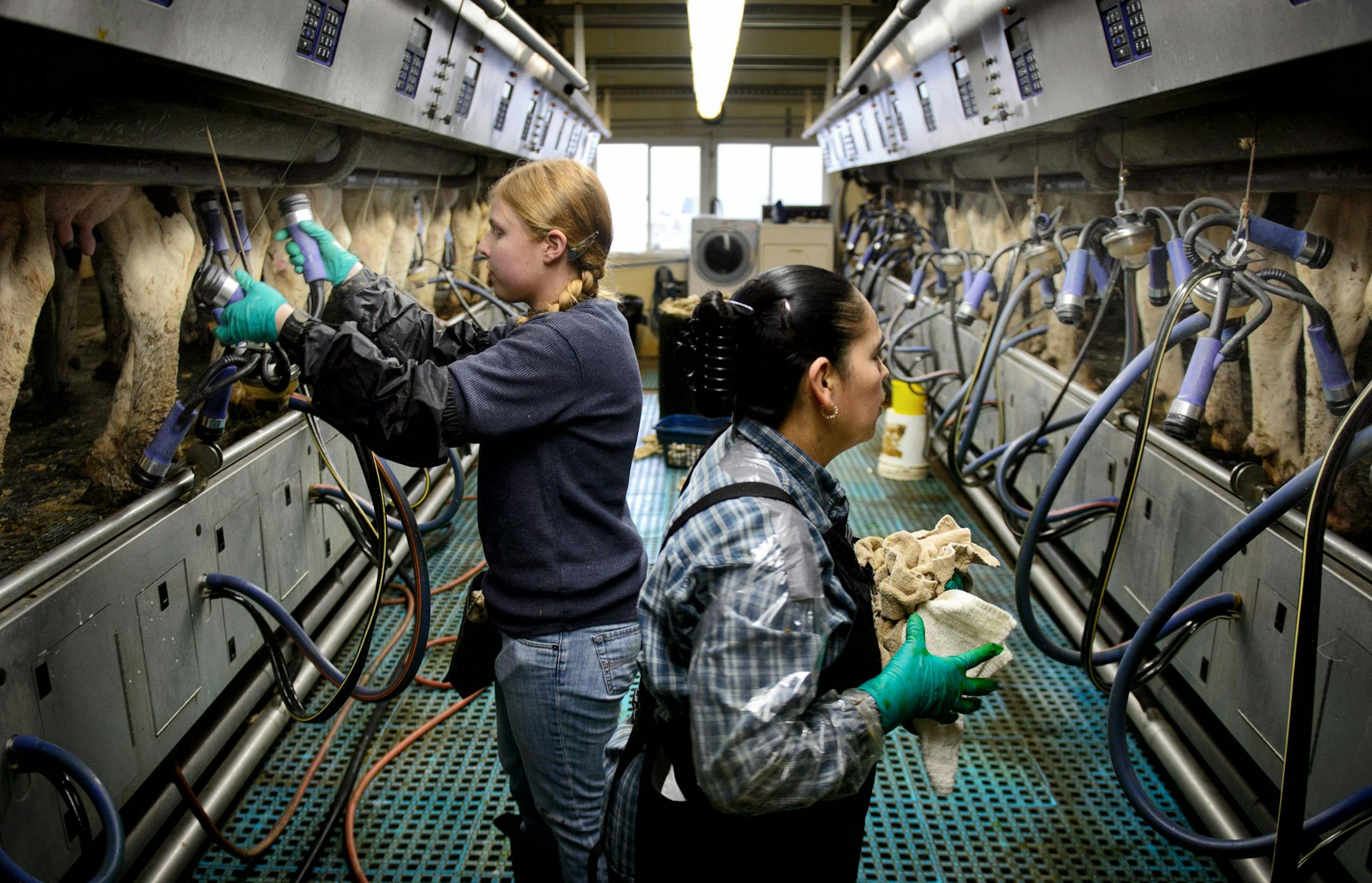 Marina Corona, right and Rachel Halbersma, left, operate the milking parlor which can handle 80-90 cows per hour and they run 3 8-hour shifts per day. ] GLEN STUBBE * gstubbe@startribune.com Tuesday, December 23, 2014 Pat Lunemann is president of the Minnesota Milk Producers Association and owns over 700 cows in his dairy operation in Clarissa, Minnesota.