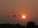 Sunrise silhouettes dove decoys last week as the 2015 mourning dove season began. Summerlike temperatures and high humidity greeted hunters.