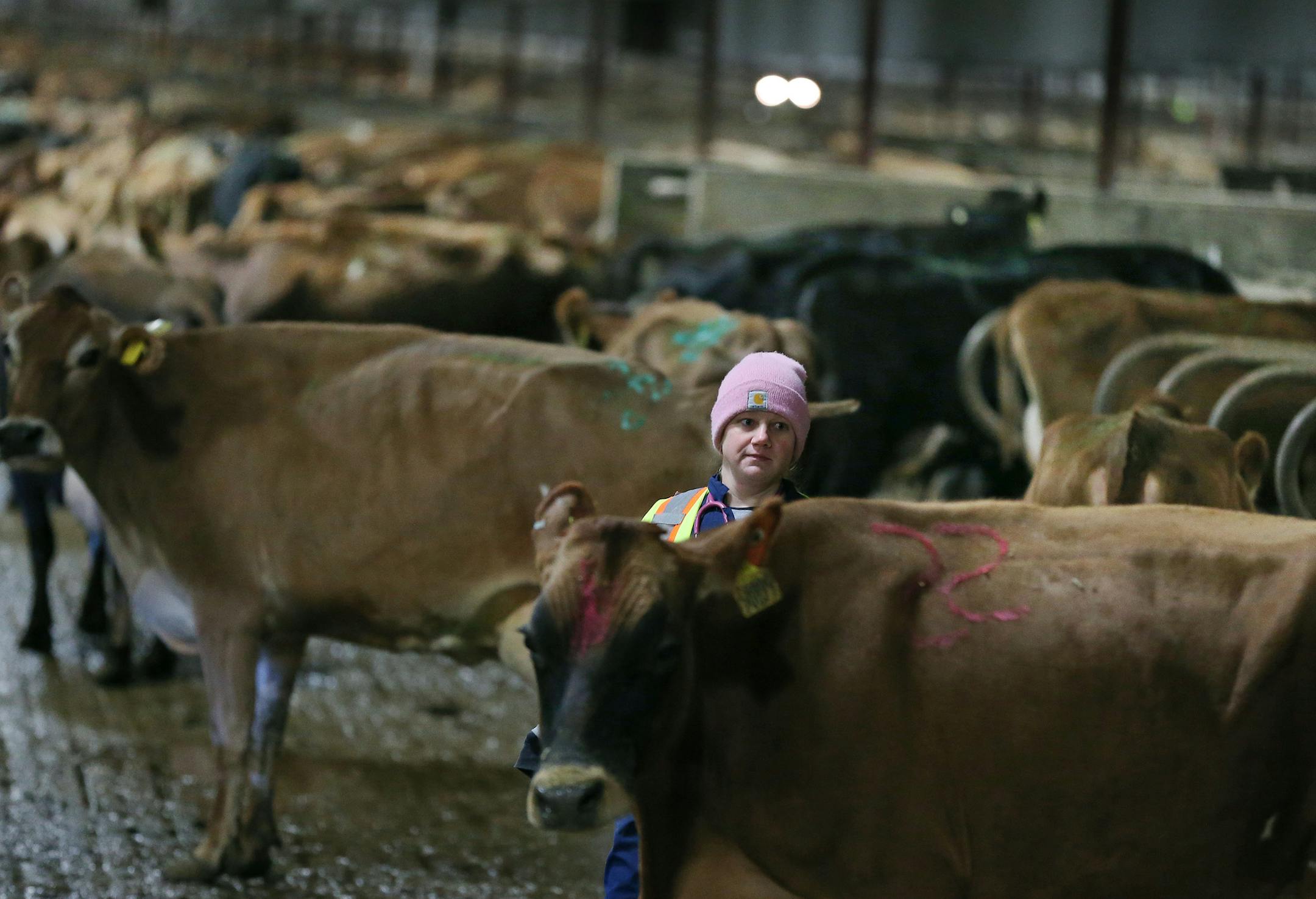 Jill Dowdle, a veterinary student of the U, looked through the herd of cows at the Dairy Education Center, housed at New Sweden Dairy.