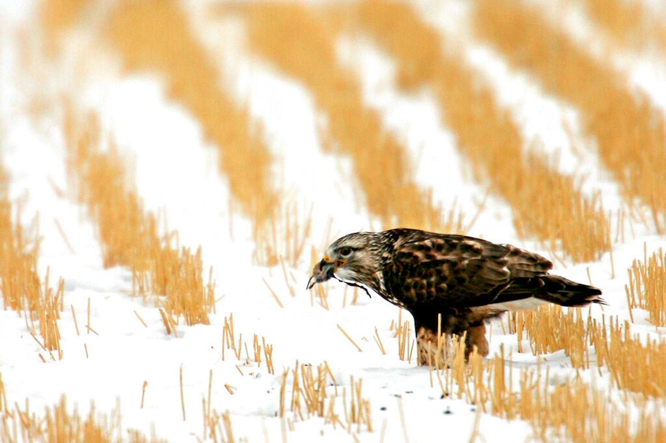 A rough-legged hawk fed on a rodent in a field near Great Falls, Mont.