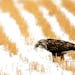 A rough-legged hawk fed on a rodent in a field near Great Falls, Mont.