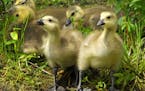 That blizzard in April led to fewer goslings this summer.
credit: Jim Williams