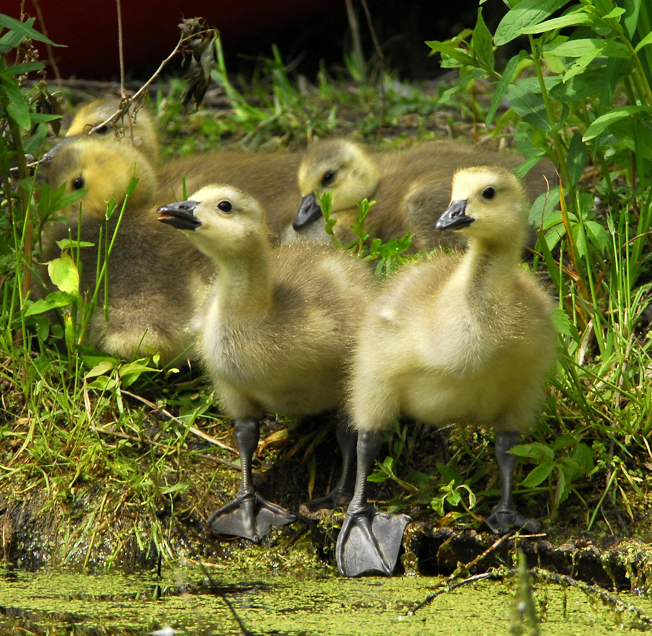 That blizzard in April led to fewer goslings this summer.
credit: Jim Williams