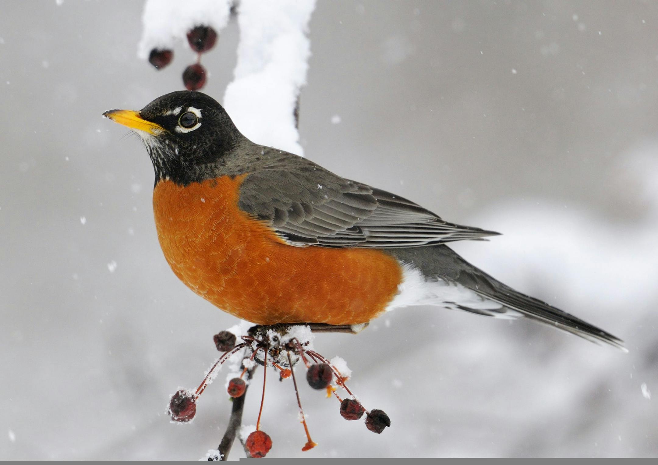 Some American robins overwinter in Minnesota, usually gathering and feeding on various fruits.