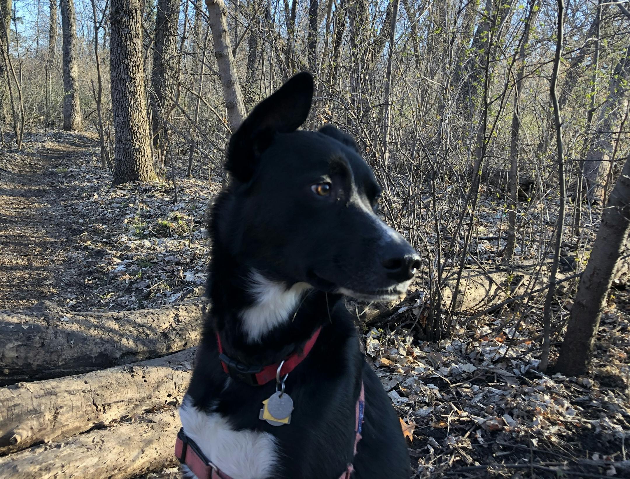 Angus watches a rabbit, oblivious to the Cooper's hawk that just flew over his head toward a nest.