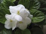 African violets are a favorite among houseplants.