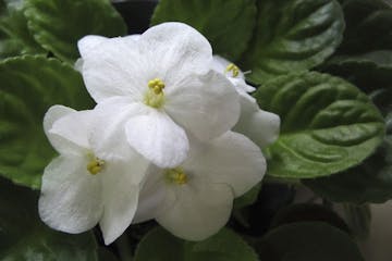 African violets are a favorite among houseplants.