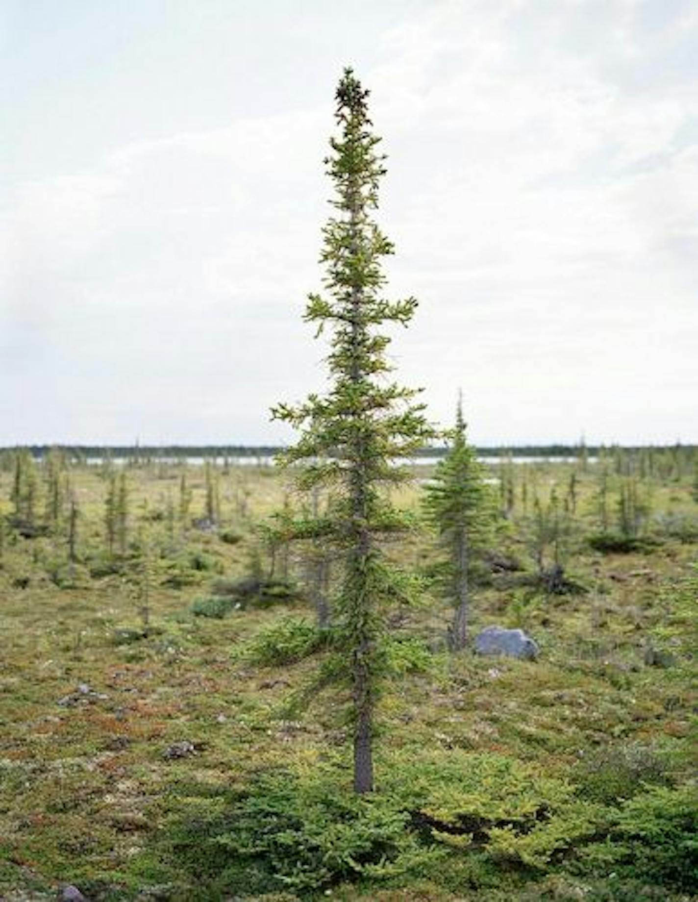 "Spruce (No. 5)" by Justin Newhall