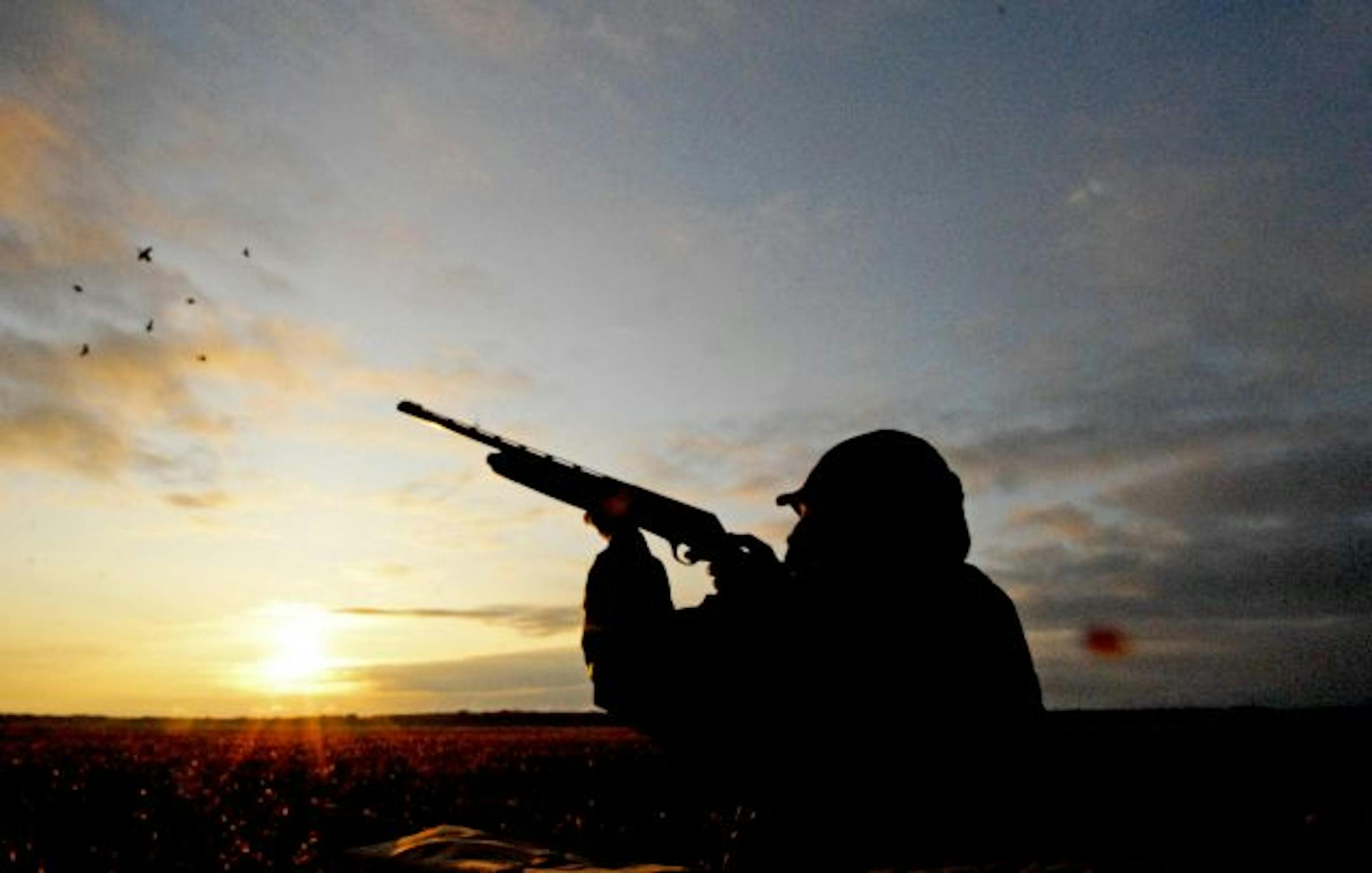 Brian Anderson of the Twin Cities rises from his layout blind in a Manitoba barley stubble field to take aim at incoming mallards. This occurred near the village of Waterhen, near the top of Lake Manitoba, about a four-hour drive north of Winnipeg.