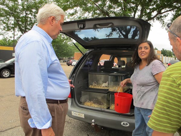 By Erin Adler. Tim Shields, attorney with the Minnesota Federated Humane Societies, packs up rats with Lissa Muehlberg, a state humane agent.