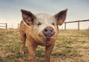 Provided
Wally the pig was rescued by Kara Breci, who runs the SoulSpace Farm Sanctuary in New Richmond, Wis.