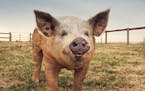 Provided
Wally the pig was rescued by Kara Breci, who runs the SoulSpace Farm Sanctuary in New Richmond, Wis.