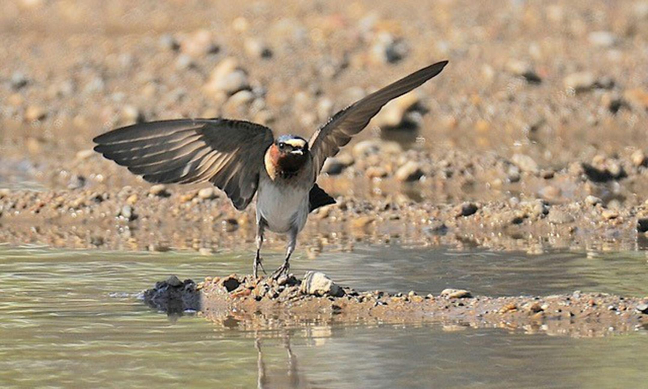 A cliff swallow lands on a small strip of dirt sticking out into water.