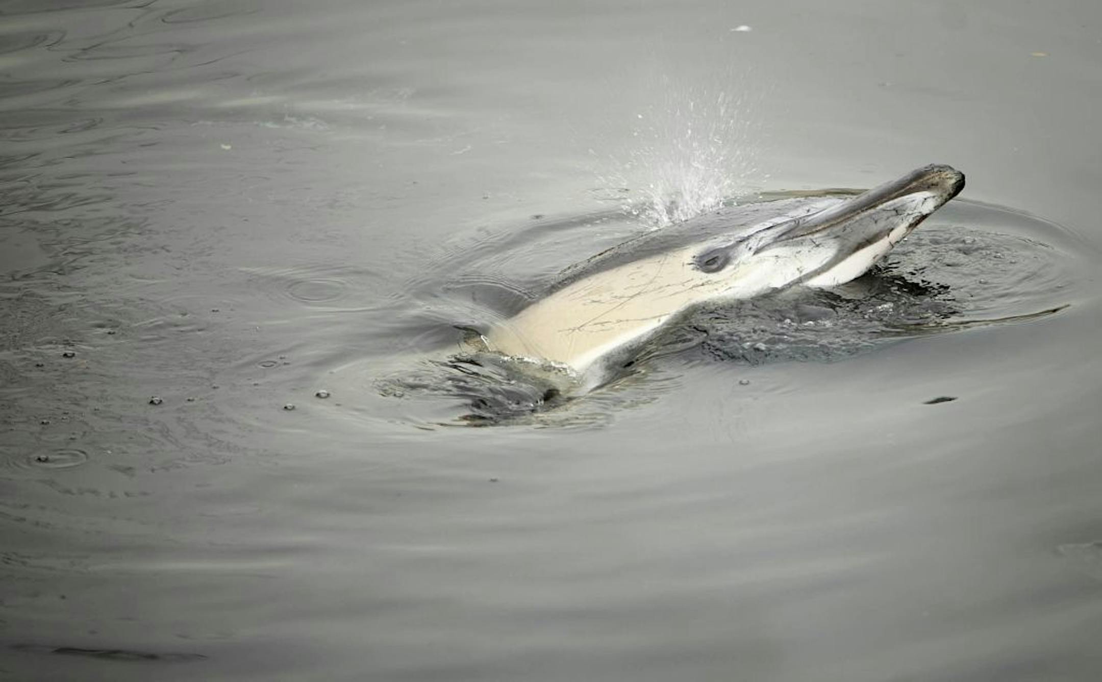 A stranded dolphin swims in the Gowanus Canal in New York, Jan. 25, 2013. Rescuers said they had never seen a dolphin so far up the canal, away from where it empties into New York Harbor.