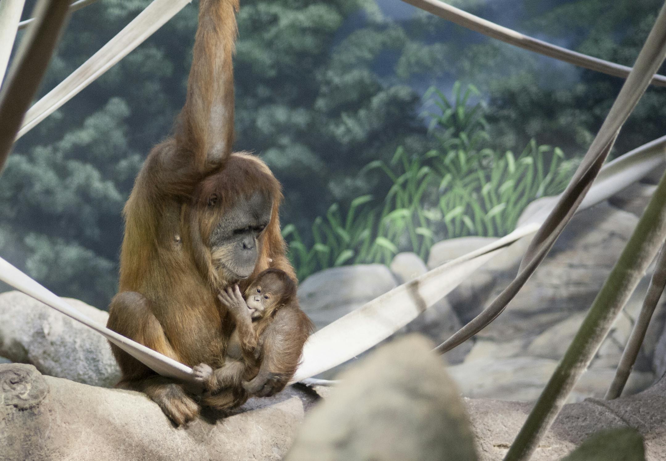Top: Baby orangutan Kamala nestled in her mother’s arms at the Como Zoo in St. Paul.