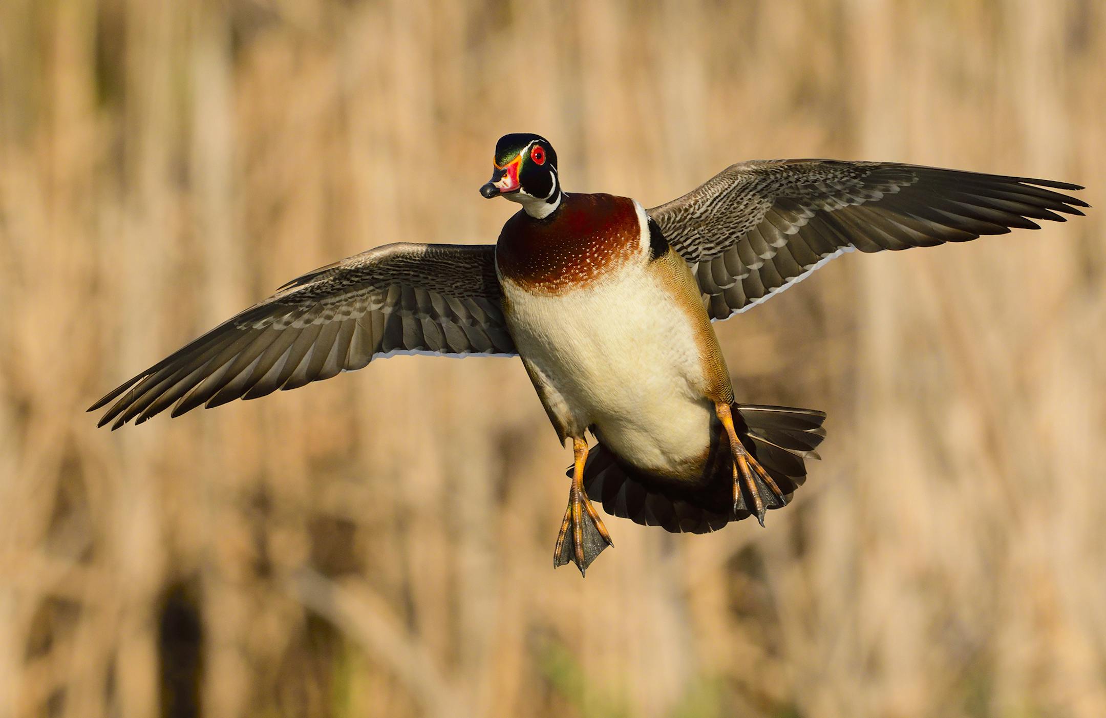 Even with today's elaborate photography equipment capturing birds in flight like this swift moving male wood is not easy.