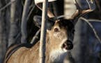 The DNR anounced deer population goals Tuesday for large portions of northeastern, north-central and east-central Minnesota.