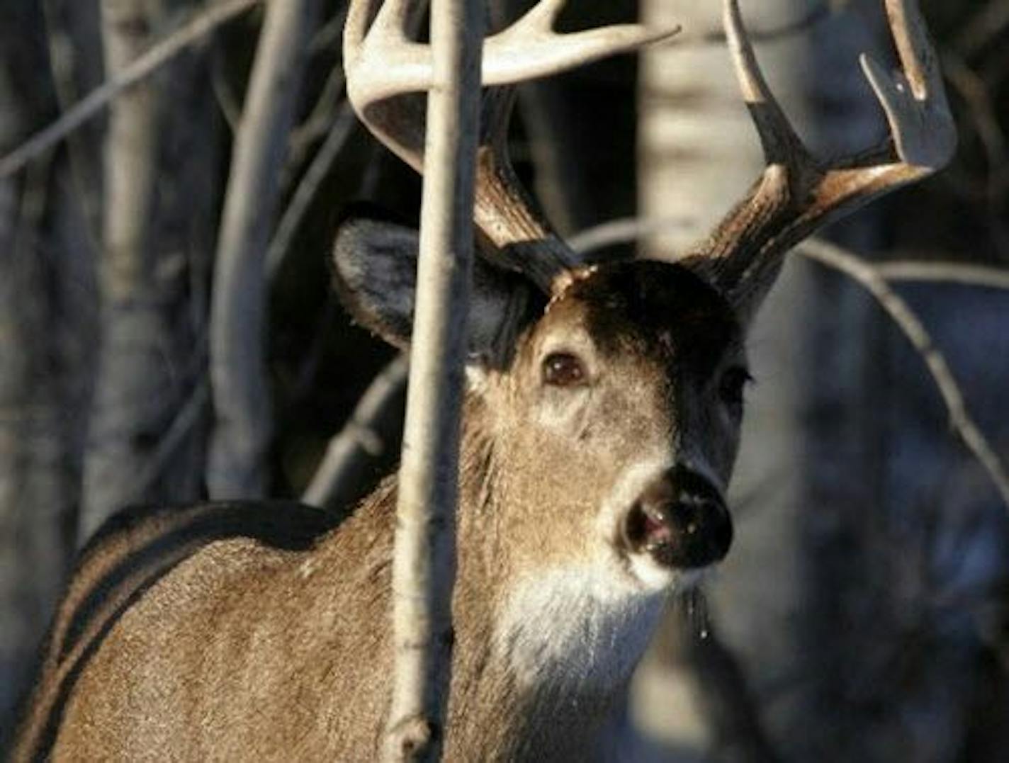 The DNR anounced deer population goals Tuesday for large portions of northeastern, north-central and east-central Minnesota.