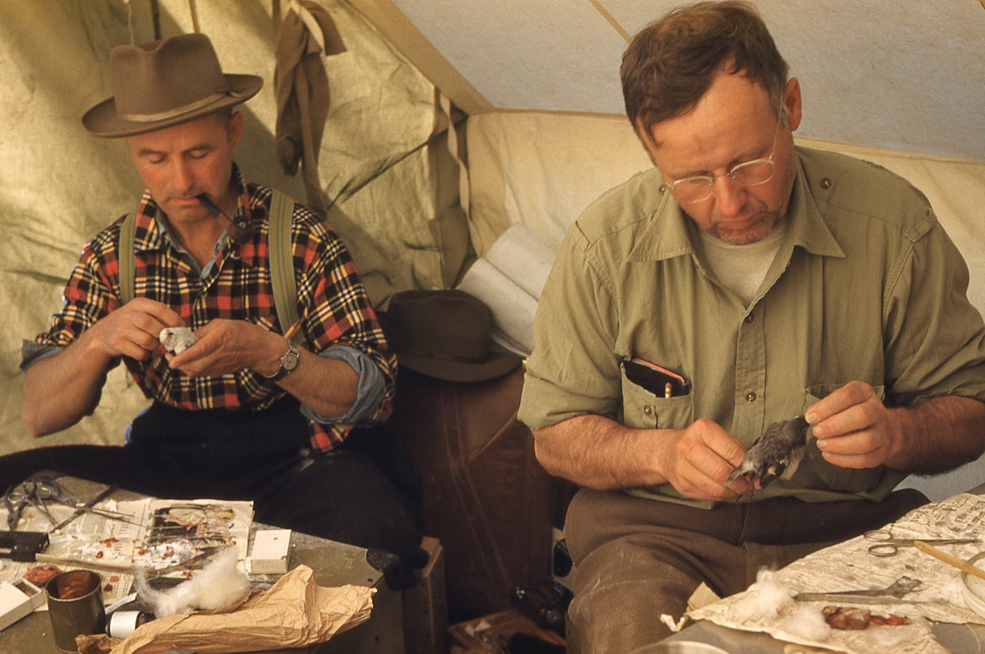 John Jarosz and Walter Breckenridge preparing bird specimens during the Back