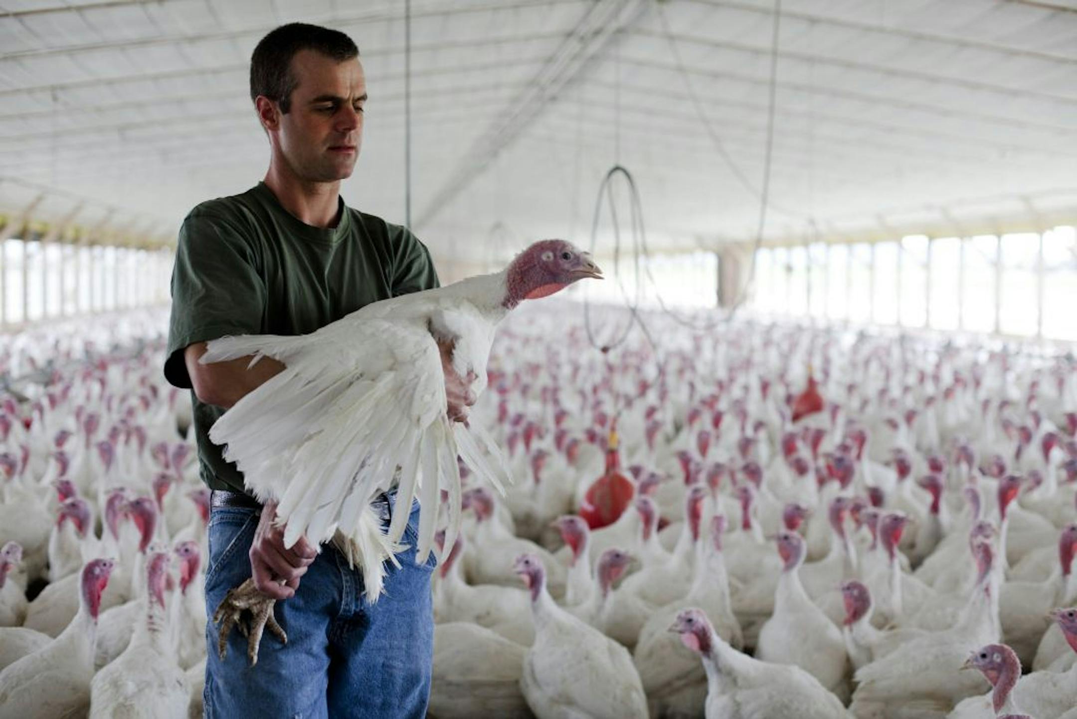 David Martin poses for a photograph with his turkeys raised without the use of antibiotics at his farm, Wednesday, April 11, 2012, in Lebanon, Pa. The Food and Drug Administration called on drug companies to help limit the use of antibiotics in farm animals, a decades-old practice that scientists say has contributed to a surge in dangerous, drug-resistant bacteria.