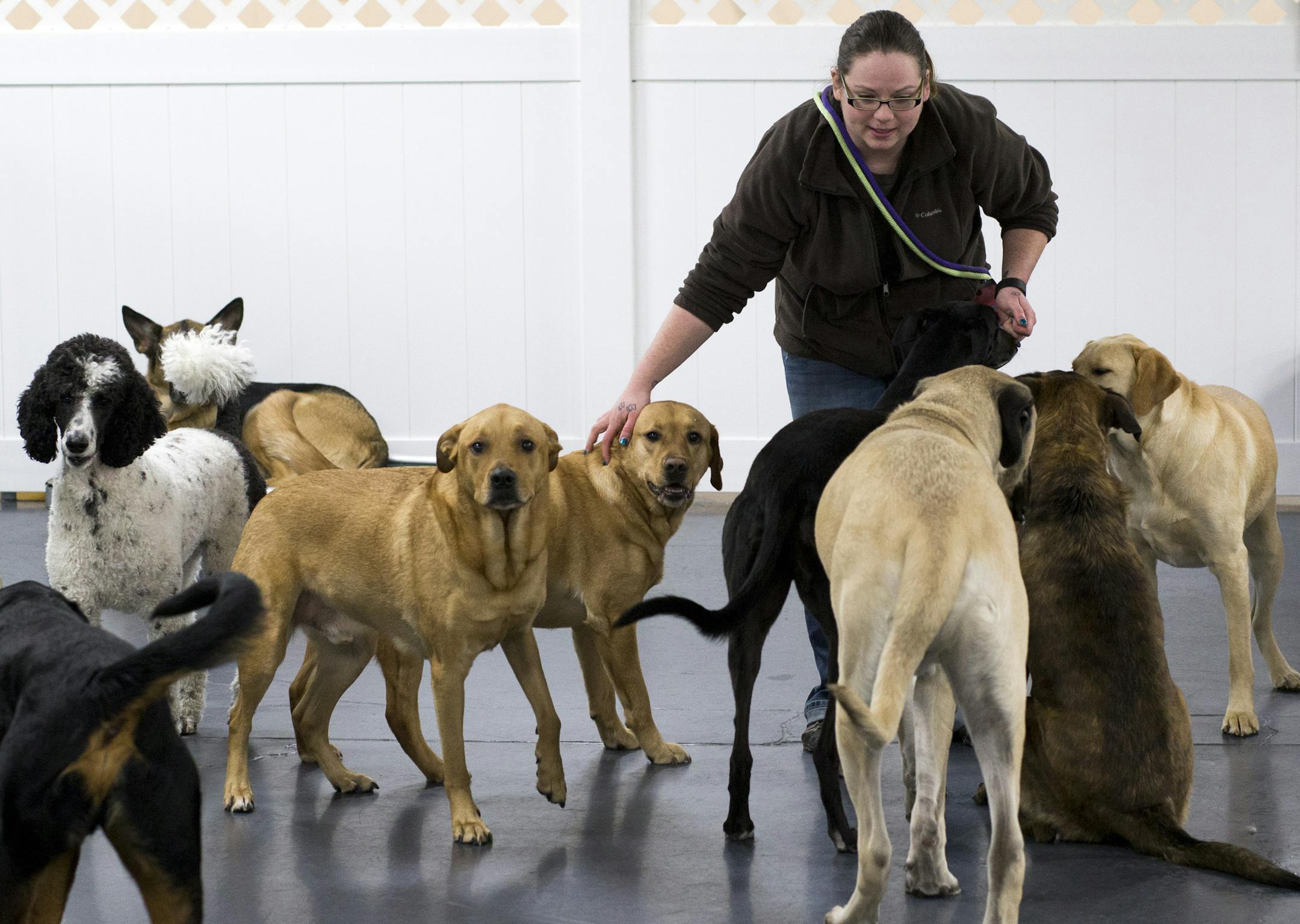 With a particularly nasty strain of dog flu sweeping other Midwestern cities, Minneapolis officials are urging dog owners to stay away from dog parks. Pet boarding facilities, like Metro Dogs daycare and boarding, are having to take special precautions. Here, manager Emily Niemeyer, gives out treats during play time. ] Minneapolis, MN - 4/21/2015