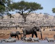 Elephants and zebras in the six-part Discovery series "Serengeti." Credit: Discovery Channel
