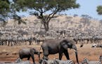 Elephants and zebras in the six-part Discovery series "Serengeti." Credit: Discovery Channel