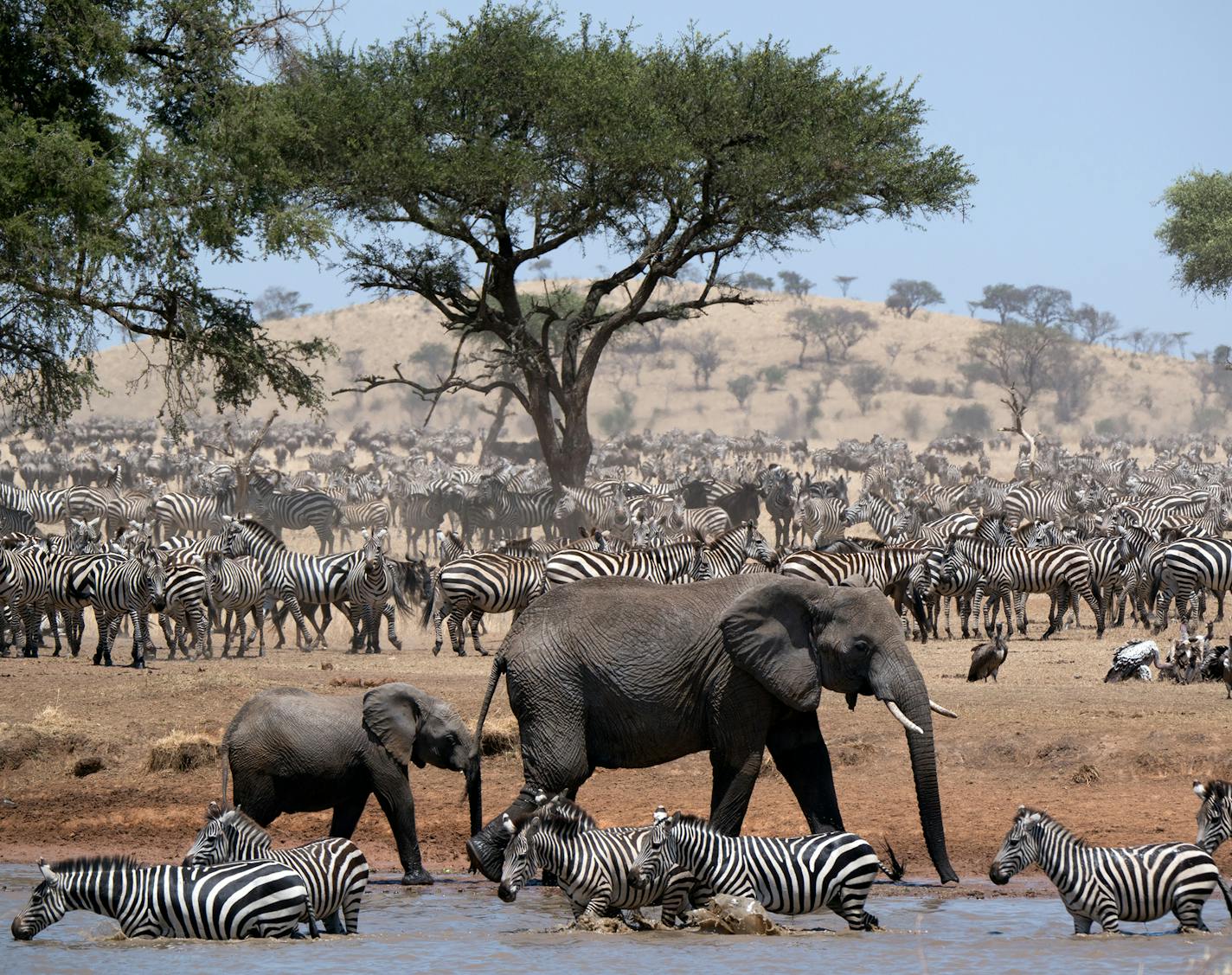 Elephants and zebras in the six-part Discovery series "Serengeti." Credit: Discovery Channel