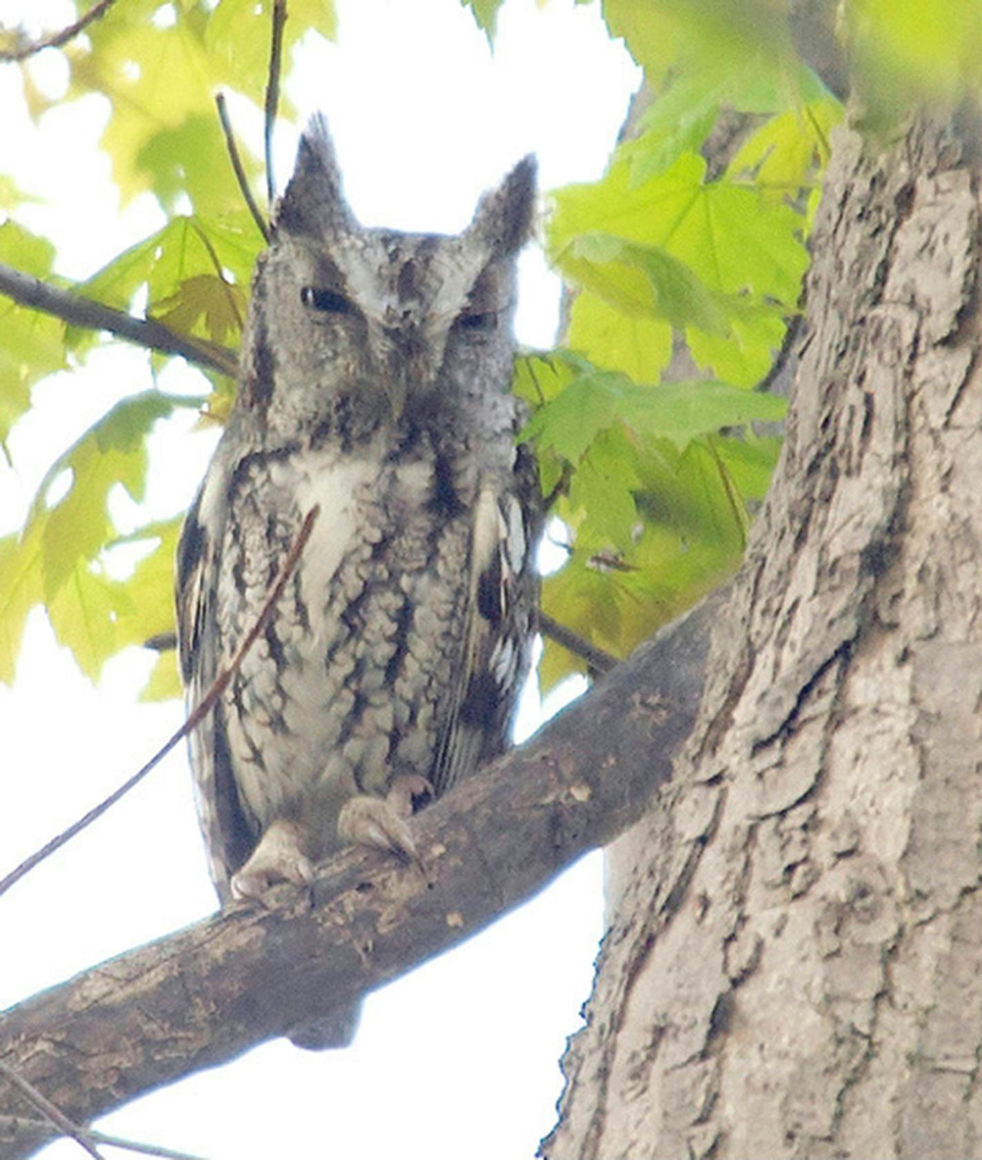 Eastern screech-owl (Photos by Jim Williams]