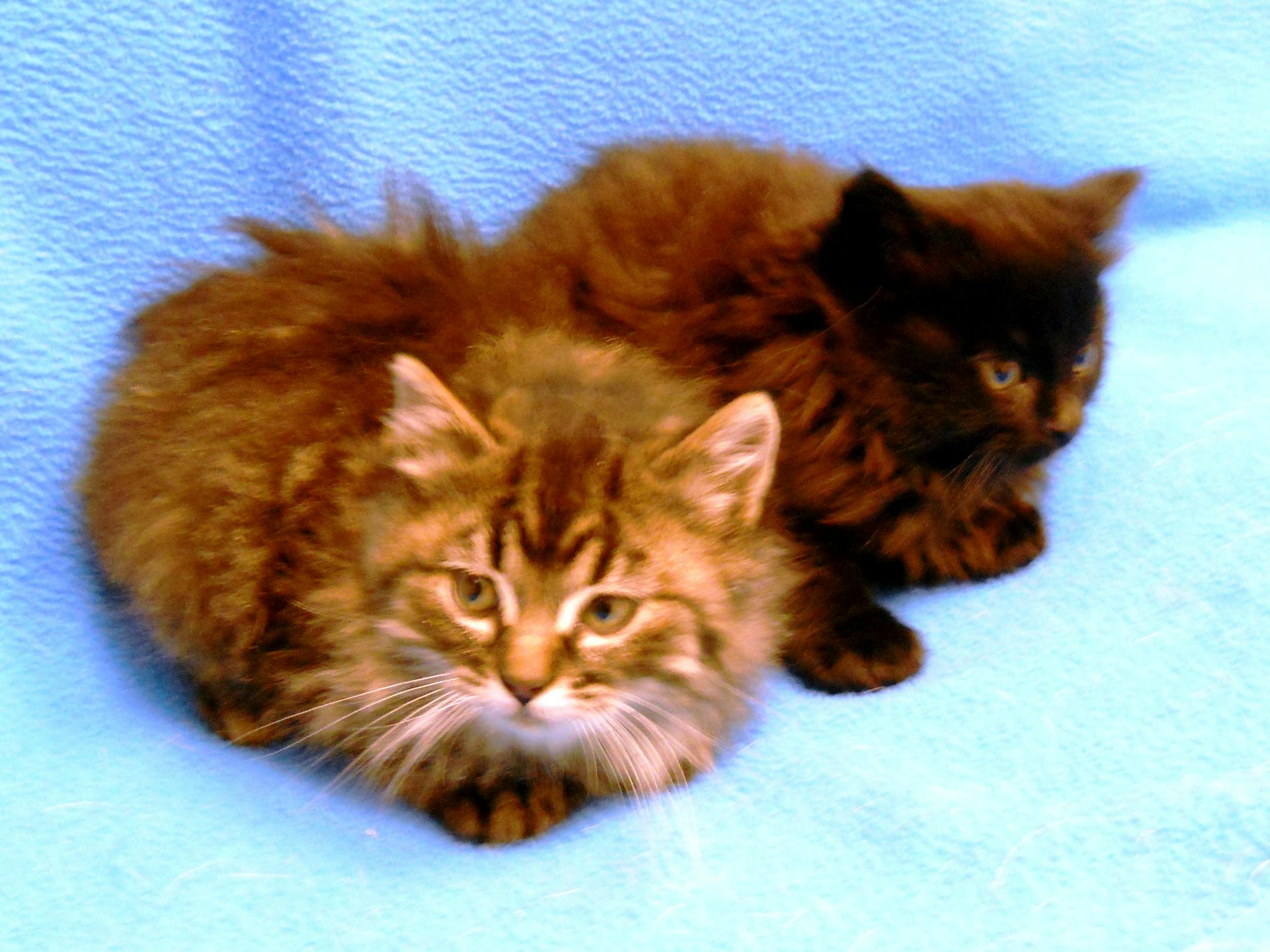 These kittens were rescued from a sealed box left in a Hudson, Wis., restaurant dumpster before the garbage truck arrived.