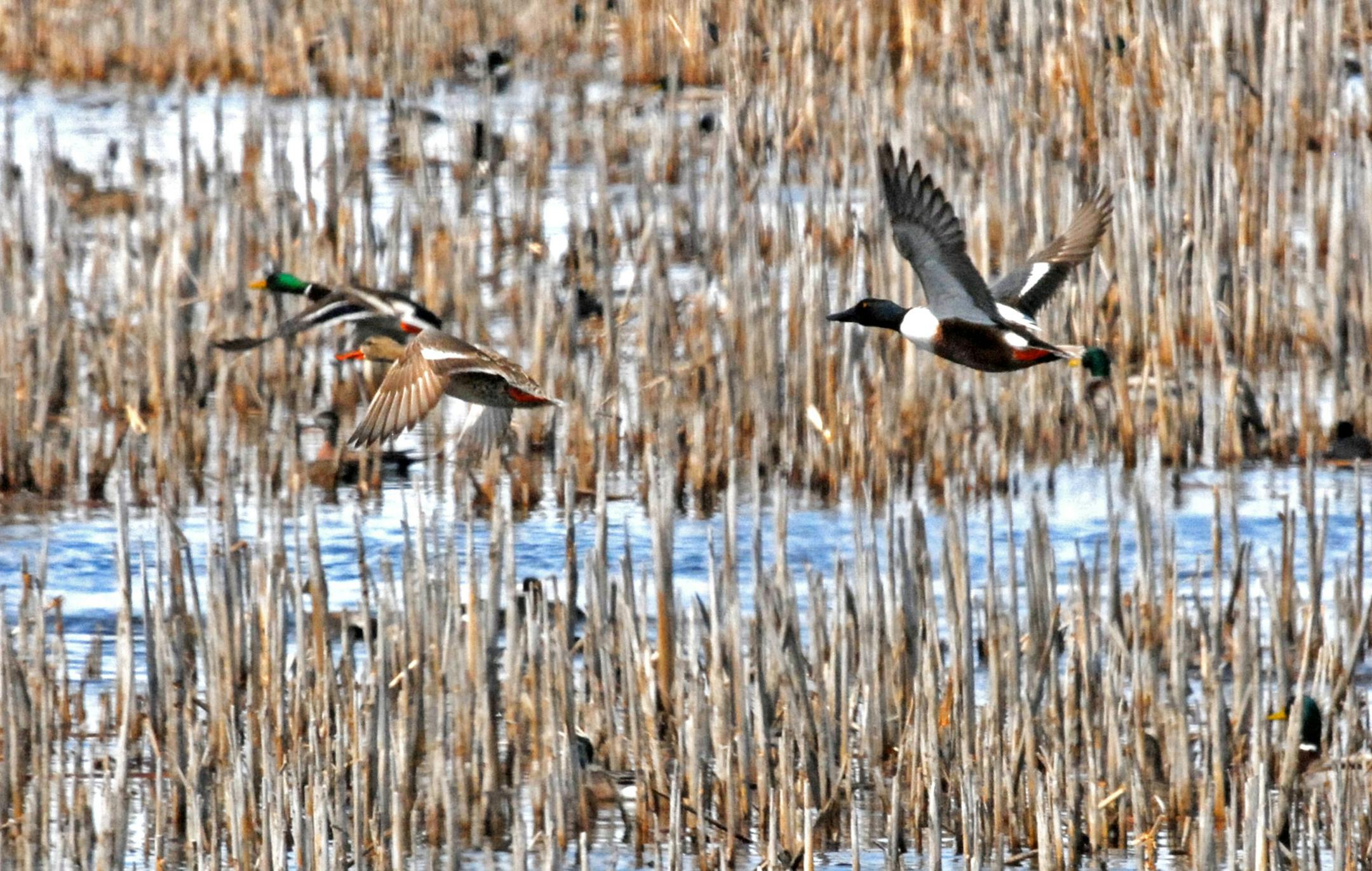 Restoring drained wetlands and plowed grasslands has been a priority for the Outdoor Heritage Fund, created by passage in 2008 of the Legacy Amendment and overseen by the Lessard-Sams Outdoor Heritage Council. About 90 percent of the state's farmland wetlands have been lost, and wildlife dependent on that habitat, including ducks, have suffered. This photo of spring migrating ducks was taken last week in western Minnesota. ORG XMIT: MIN1304251902050651 ORG XMIT: MIN1308021515255933