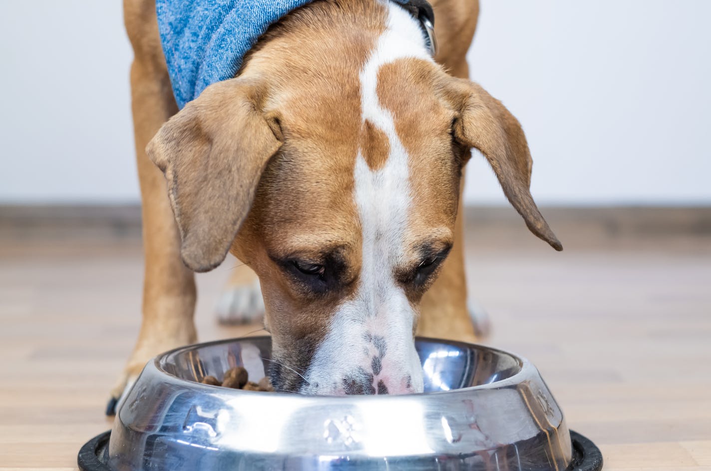 Cute young staffordshire terrier having meal in minimalistic house background