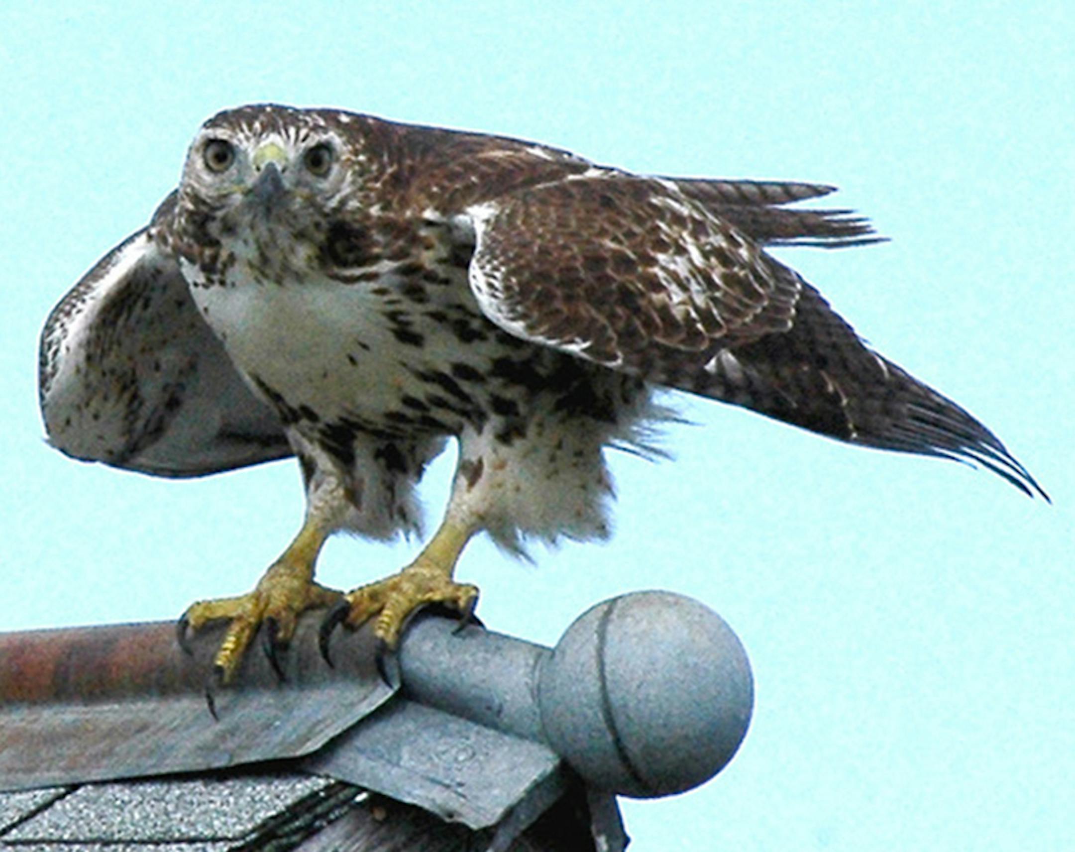 They look fierce, but red-tailed hawks weigh only about 3 pounds.
photo by Jim Williams