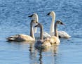 How many swans a-swimming? A trumpeter swan family floats on a metro lake.