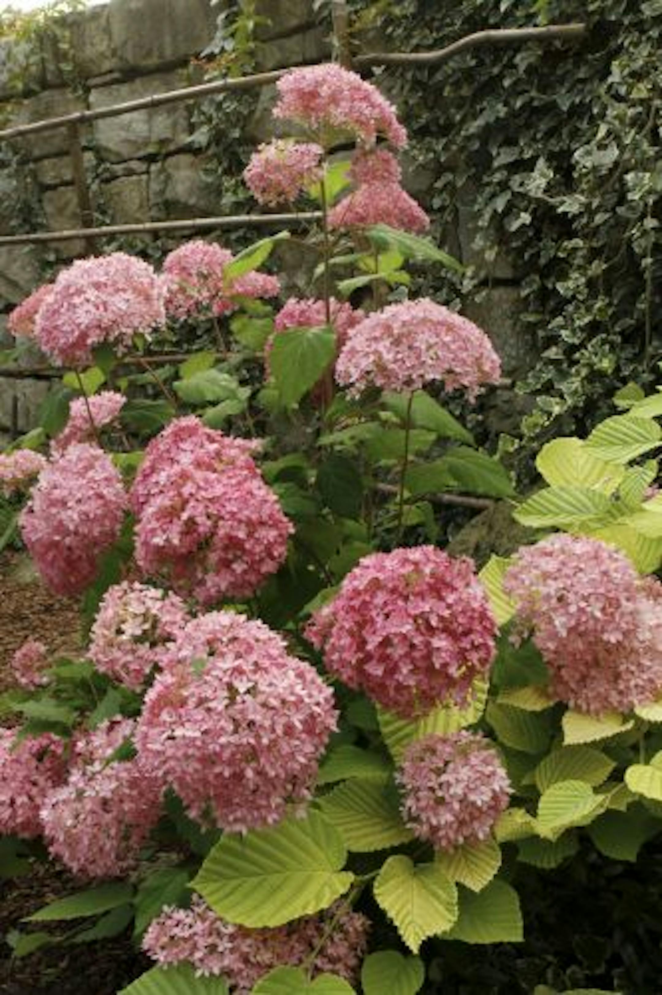 Endless Summer Bella Anna