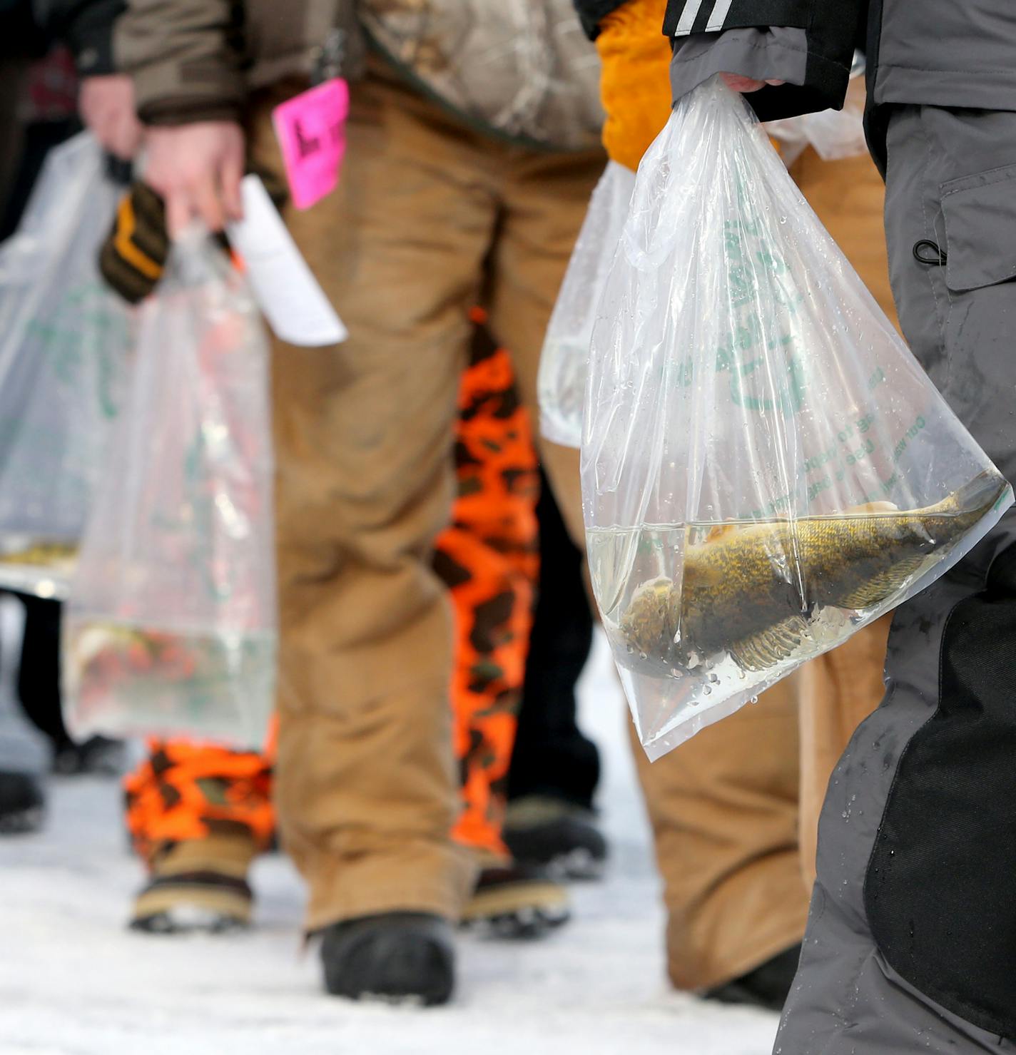 Successful ice fishing contestants waiting in line to register their fish on Hole in the Day Bay of Gull Lake during the Ice Fishing Extravaganza Saturday, Feb. 6, 2016, in Brainerd, MN.](DAVID JOLES/STARTRIBUNE)djoles@startribune.com About 10,000 ice fishing contestants were expected to headed to Gull Lake north of Brainerd for the Brainerd Jaycees 26th Annual $150,000 Ice Fishing Extravaganza.