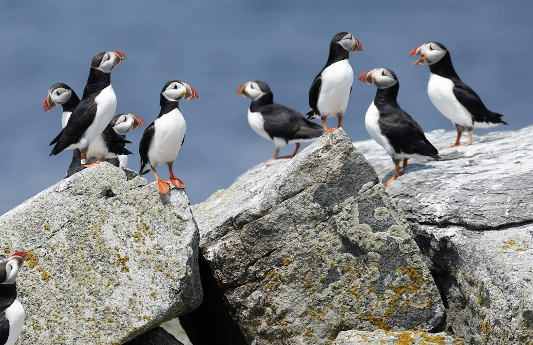 FILE--In this Aug. 1, 2014, file photo, Atlantic puffins congregate near their burrows on Eastern Egg Rock, a small island off the coast of Maine. Scientists say they have cracked the code about where Maine's beloved, colorful Atlantic puffins go in the winter. The answer is somewhat surprising: they float out in offshore waters off the New Jersey coast.