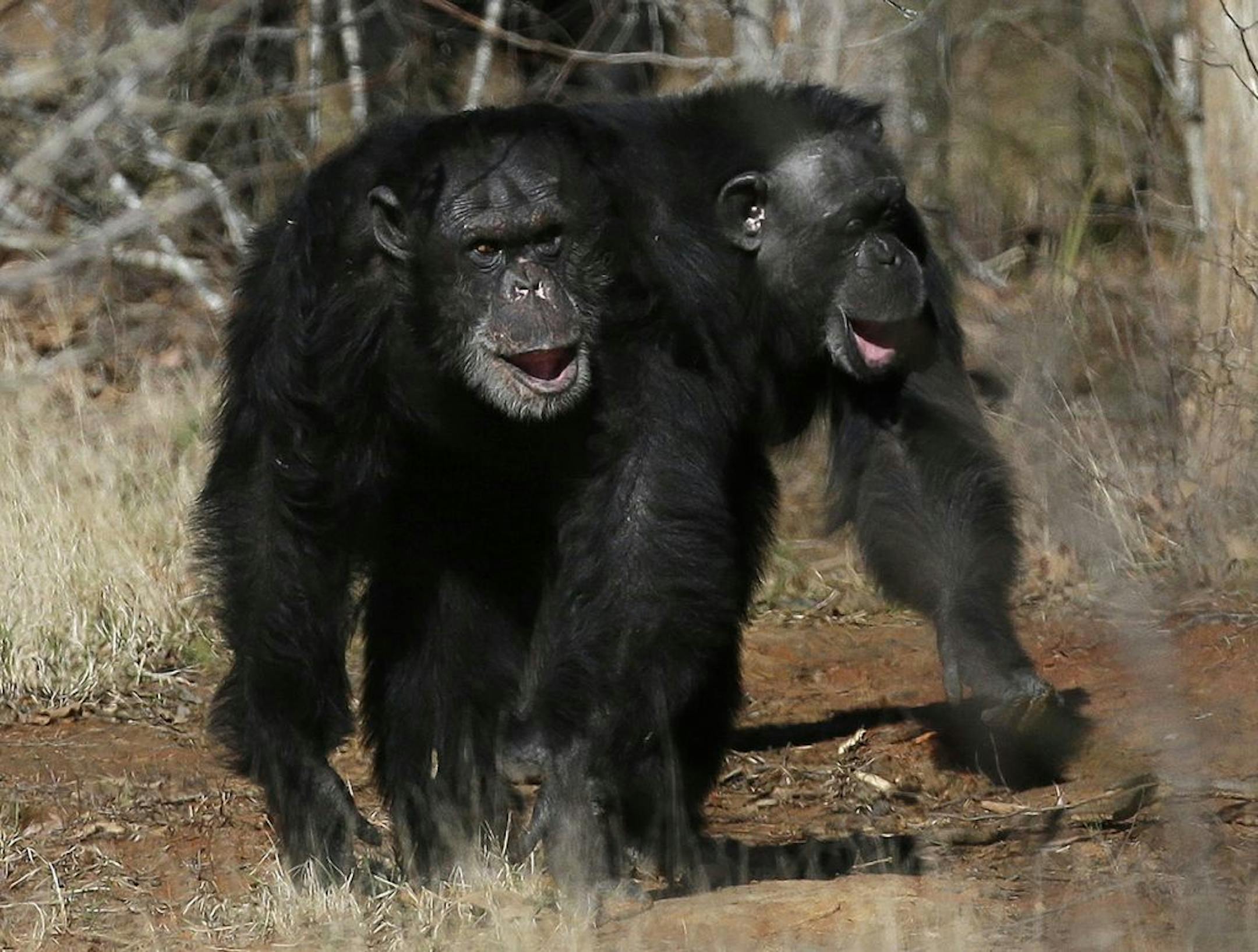 FILE - This Feb. 19, 2013 file photo shows two chimps walking together at Chimp Haven in Keithville, La. The government is about to retire most of the chimpanzees who�ve spent their lives in U.S. research labs. The National Institutes of Health said Wednesday that it will retire about 310 chimps from medical research over the next few years, saying humans� closest relatives �deserve special respect.�The agency will keep only 50 other chimps essentially on retainer _ available if needed for cruci