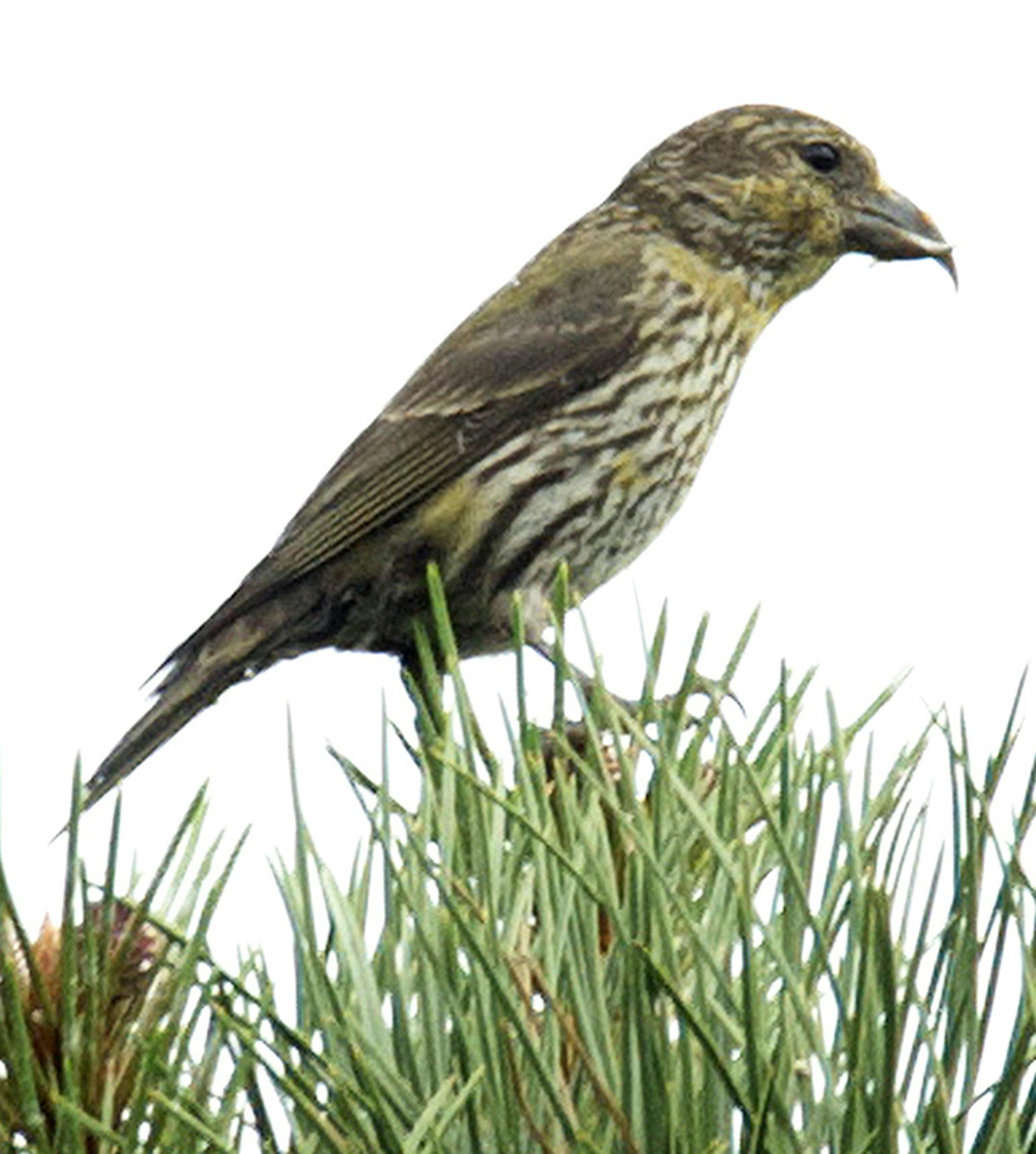 A juvenile red crossbill