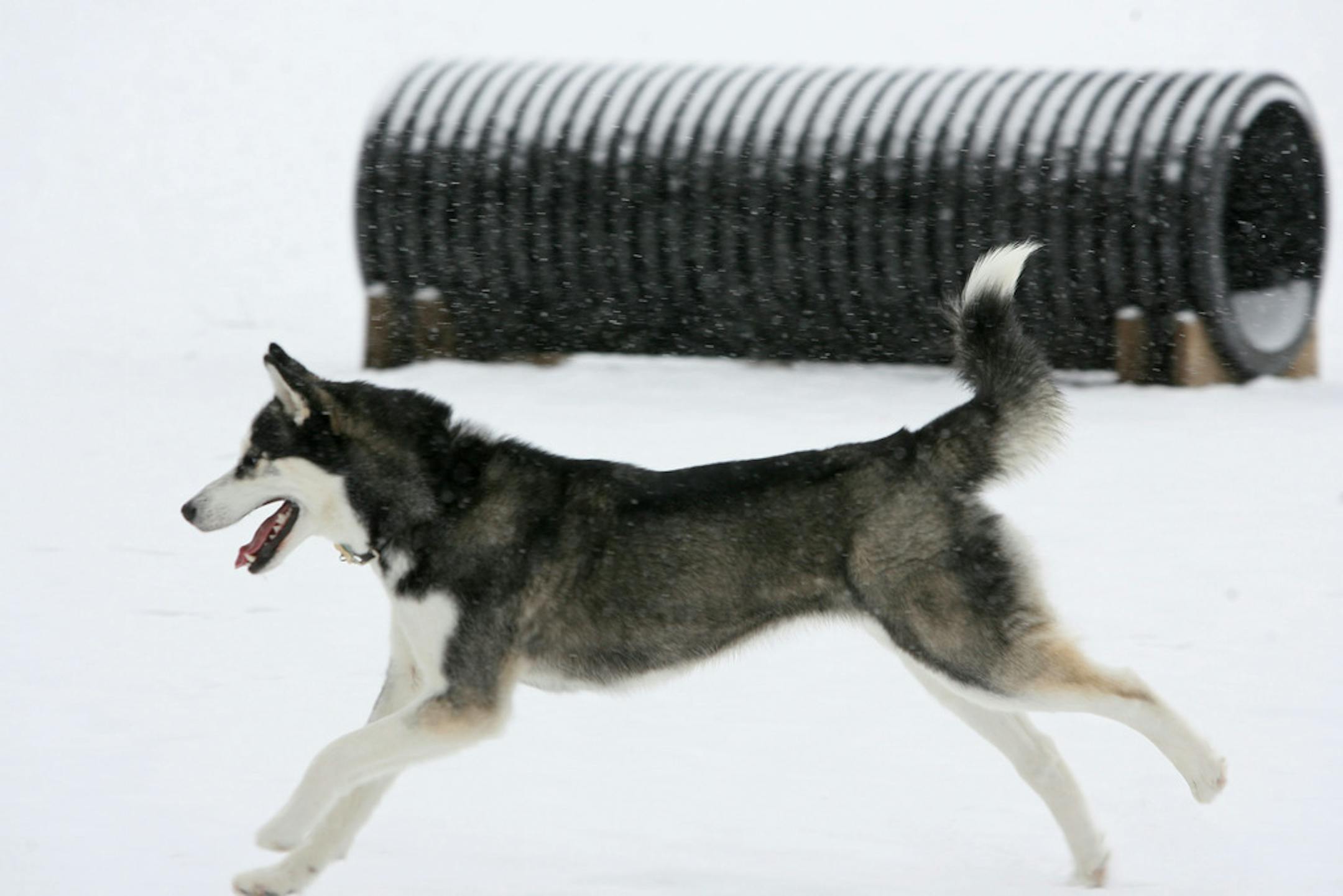 County ordinance requires anybody who brings their pet to the park to clean up after them, and properly dispose waste in a sanitary manner.