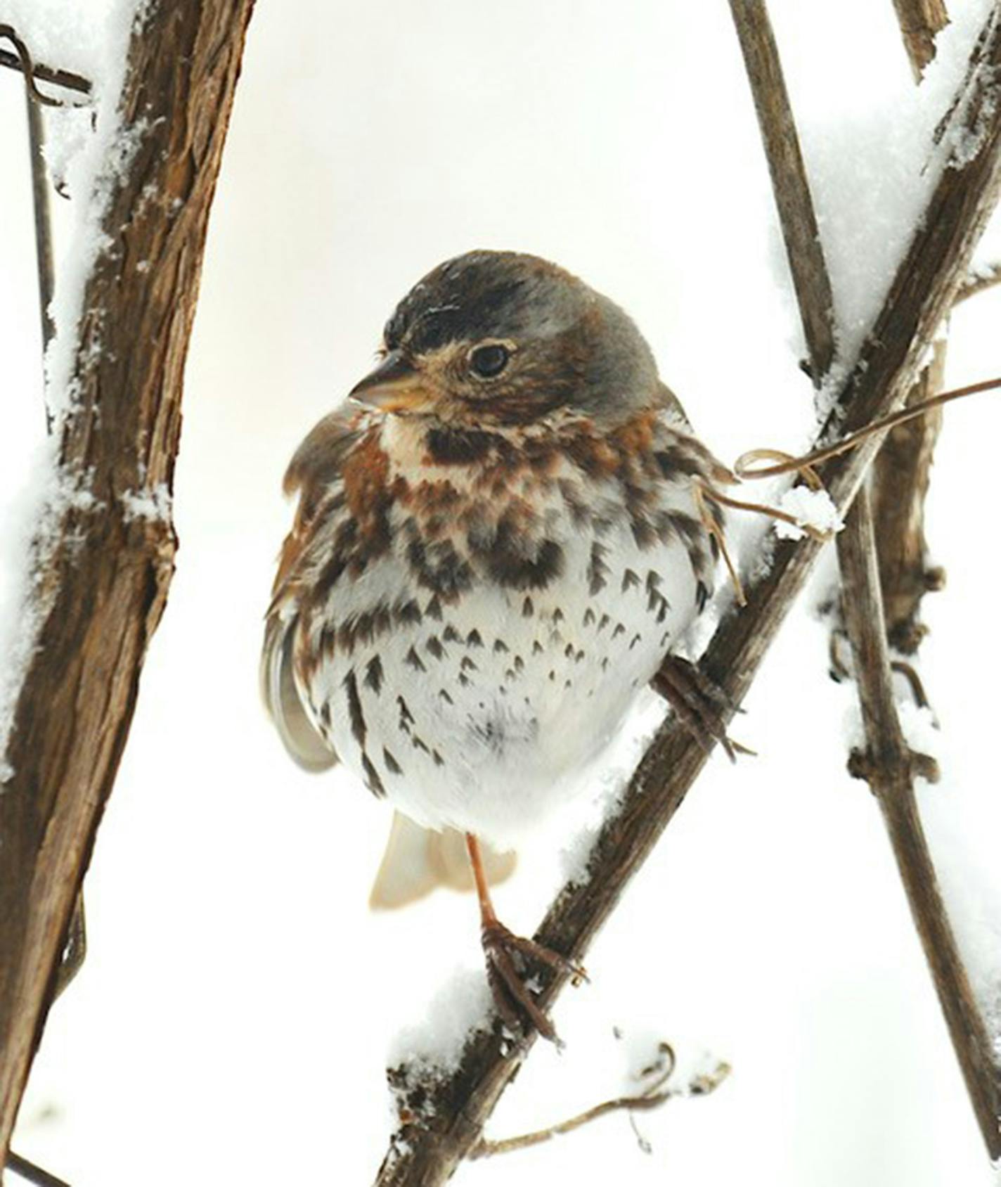 A fox sparrow feeds from protection of a such places as a tangle of grape vines. Jim Williams photo