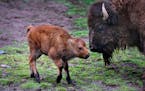 A male bison was born on April 30th at the Minnesota Zoo. The calf is part of a herd in an exhibit along the zoo&#xed;s Northern Trail and is also par
