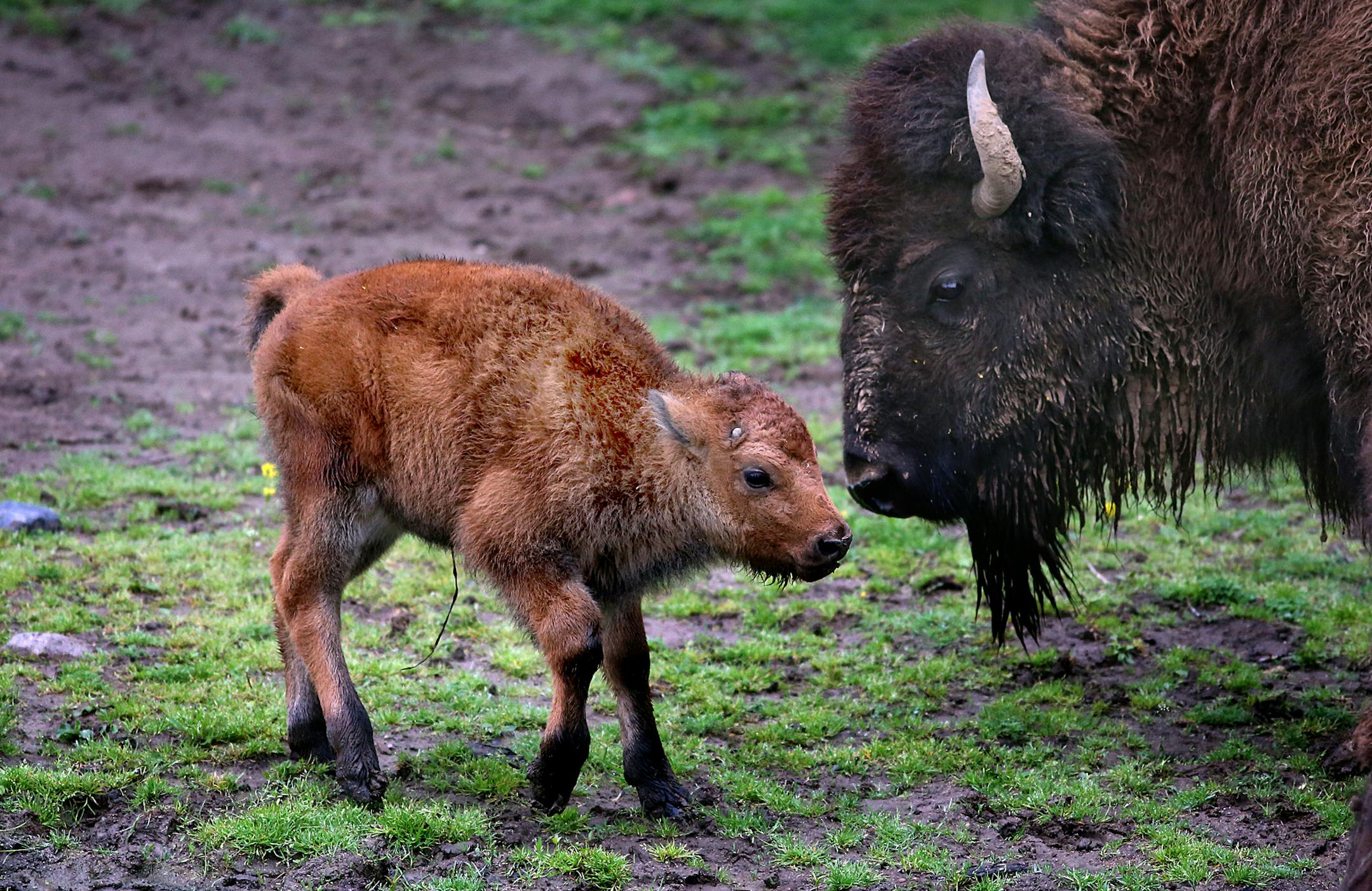 A male bison was born on April 30th at the Minnesota Zoo. The calf is part of a herd in an exhibit along the zooís Northern Trail and is also part of the Minnesota Conservation Bison herd.
