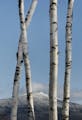 A stand of birch