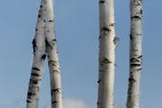 A stand of birch